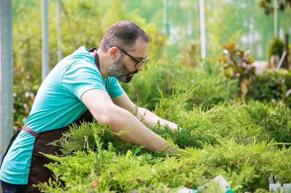 Entretien des espaces verts